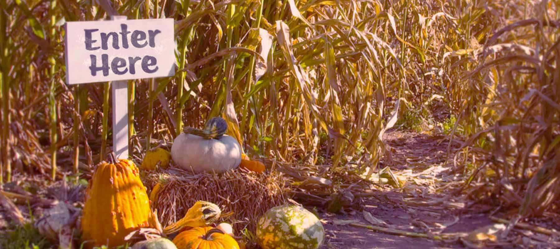 Corn Maze - 11 Fall Date Spot Ideas - Urban Transit Blog